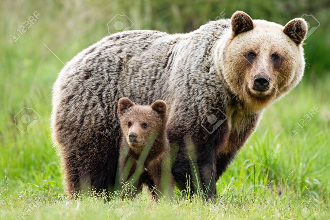 fluffy bears