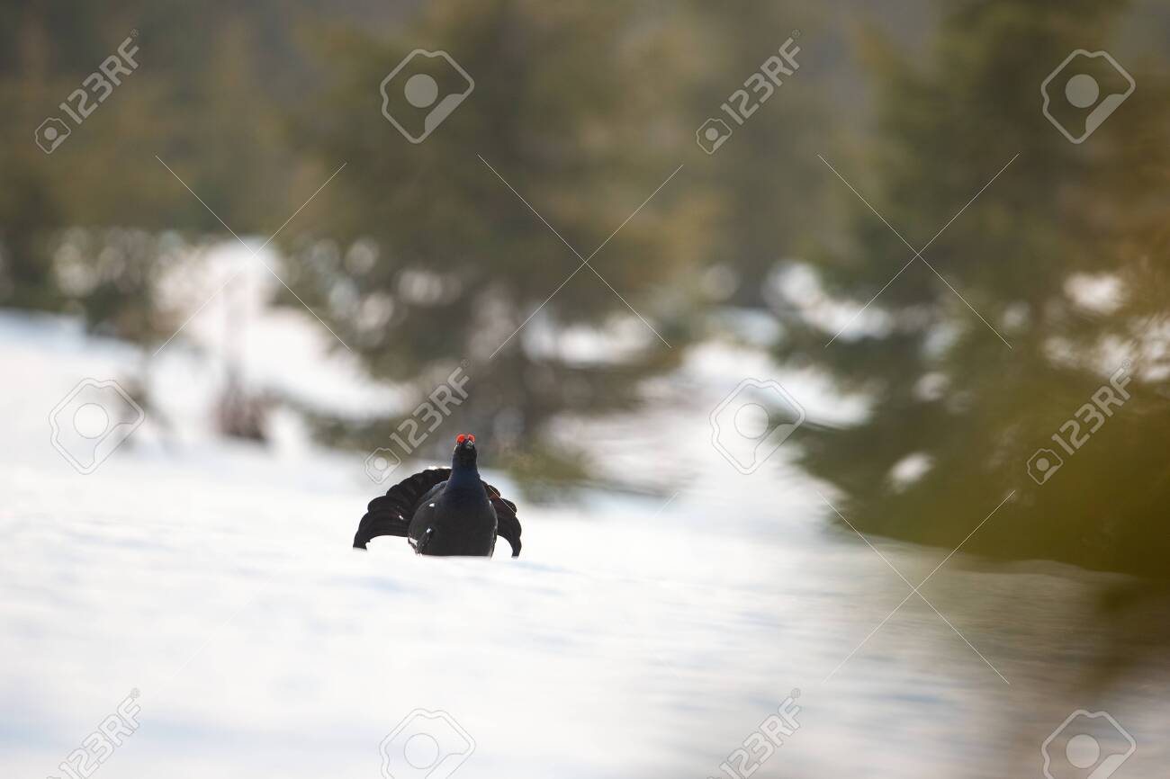 Game Bird Black Grouse Displaying As A Part Of Mating Ritual Stock Photo Picture And Royalty Free Image Image 141482492 123rf com