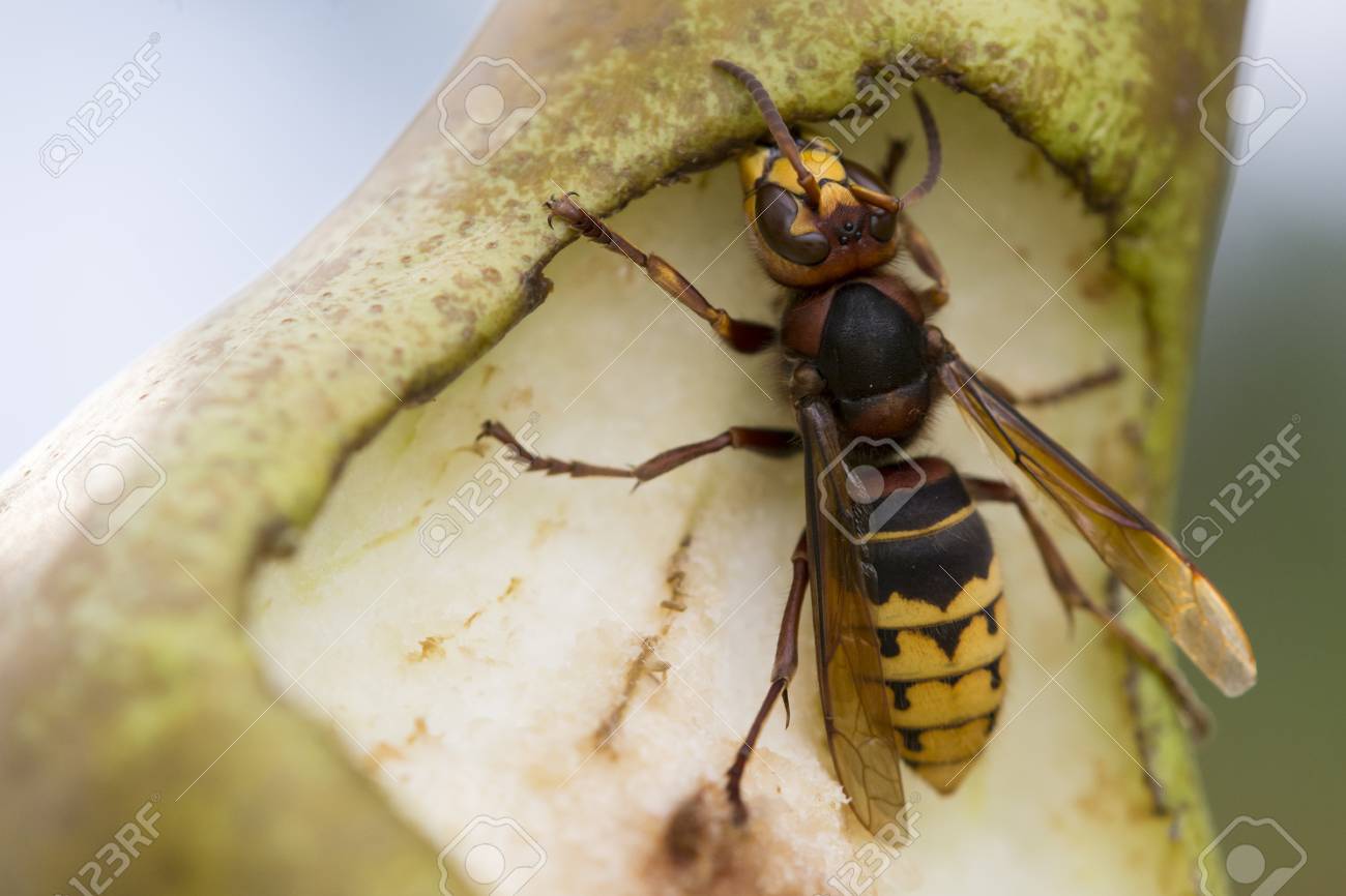 Close-up detail of hornet Eating Pear in summer garden - 110775010 Close-up detail of hornet Eating Pear in summer garden - 110775010