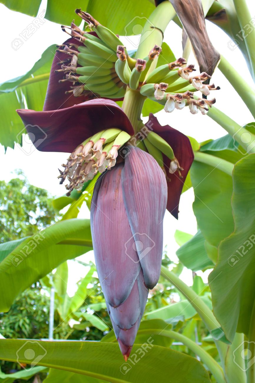 Flor De Banano Y Flores En El árbol De Plátano Fotos Retratos Imágenes Y Fotografía De Archivo Libres De Derecho Image 11741459