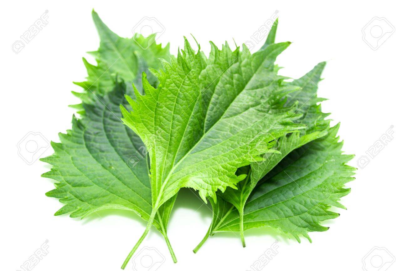 白い背景の上の紫蘇の葉 の写真素材 画像素材 Image