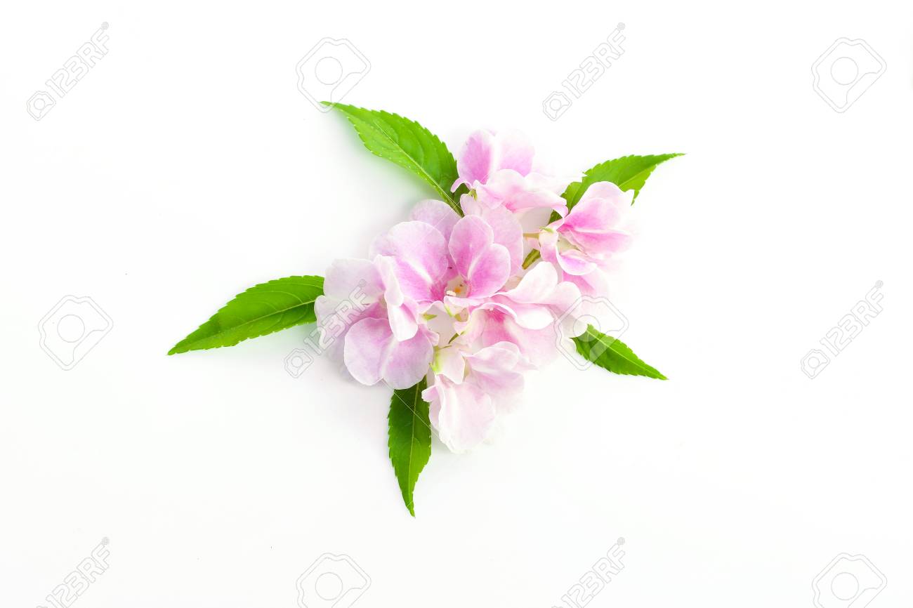 Feuilles Dherbe Verte Fraîche Et Fleur Rose Sur Fond Blanc