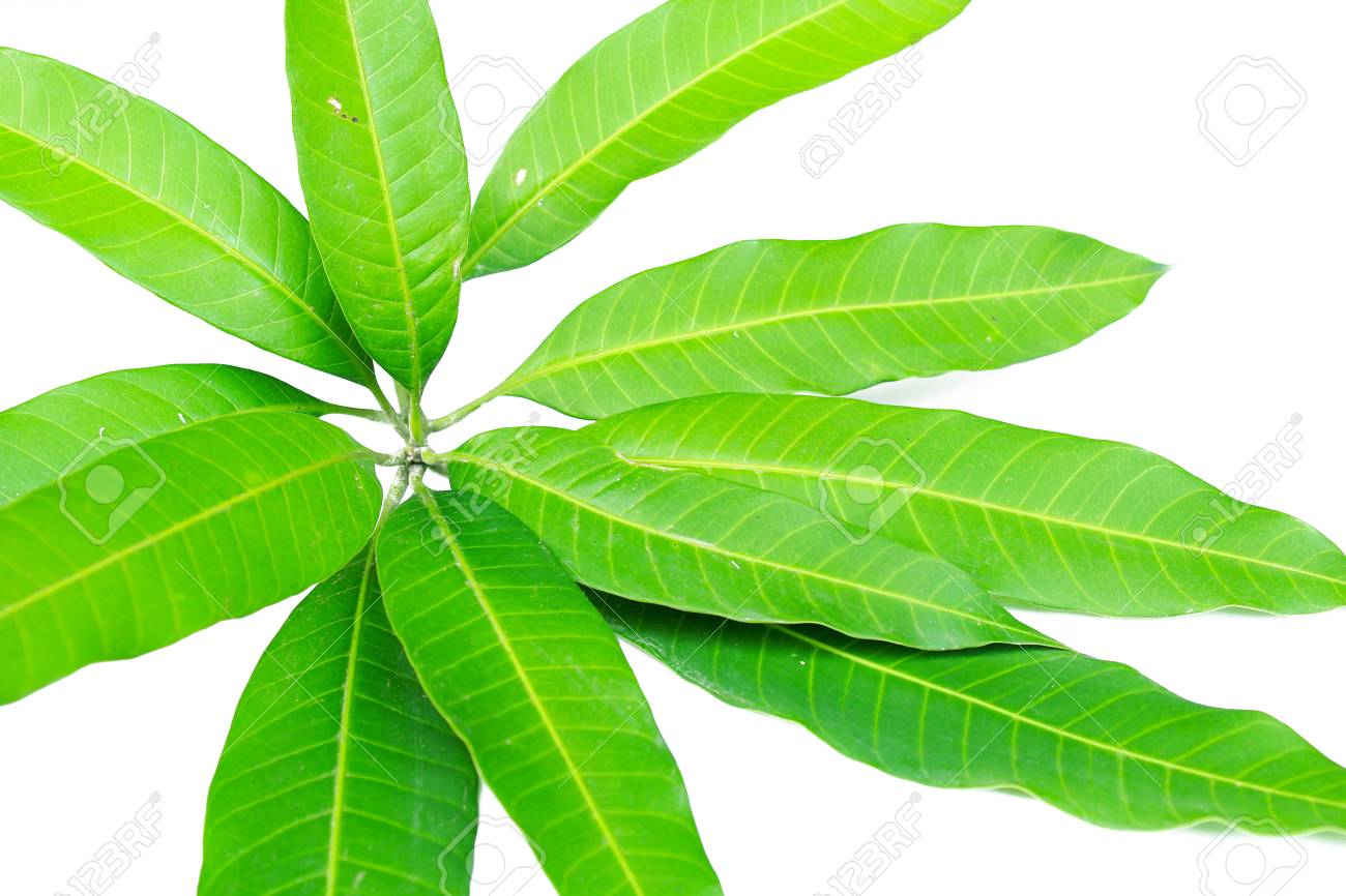 https://previews.123rf.com/images/jnie/jnie1711/jnie171100555/90782191-fresh-green-mango-leaf-on-white-background.jpg