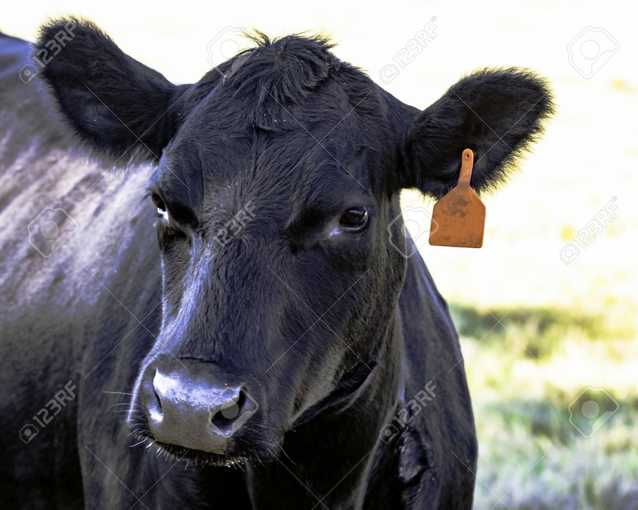 左に曲がったブラック アンガス牛顔 の写真素材 画像素材 Image