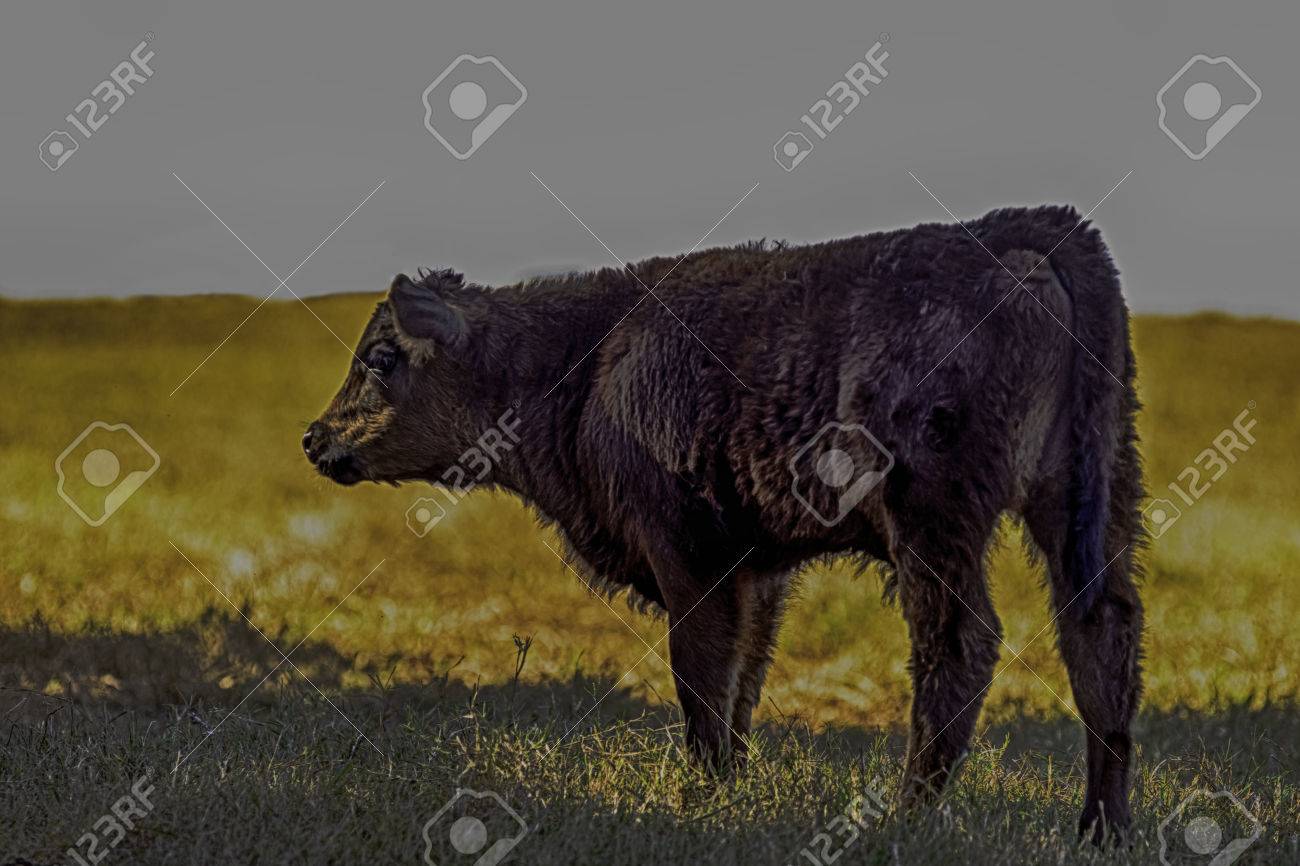 black angus crossbred calf in hdr format stock photo picture and hdr image format