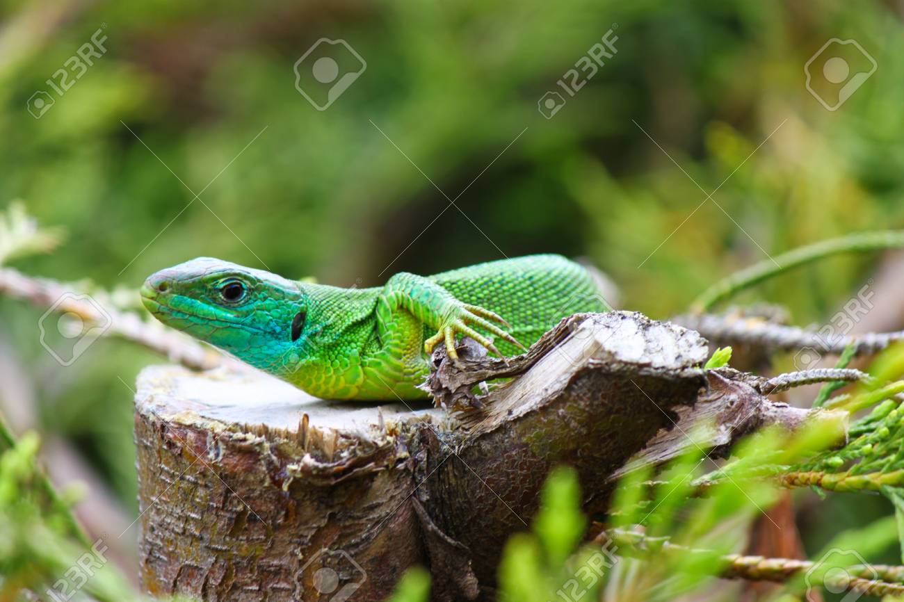 緑のトカゲのヘッジでリラックス の写真素材 画像素材 Image