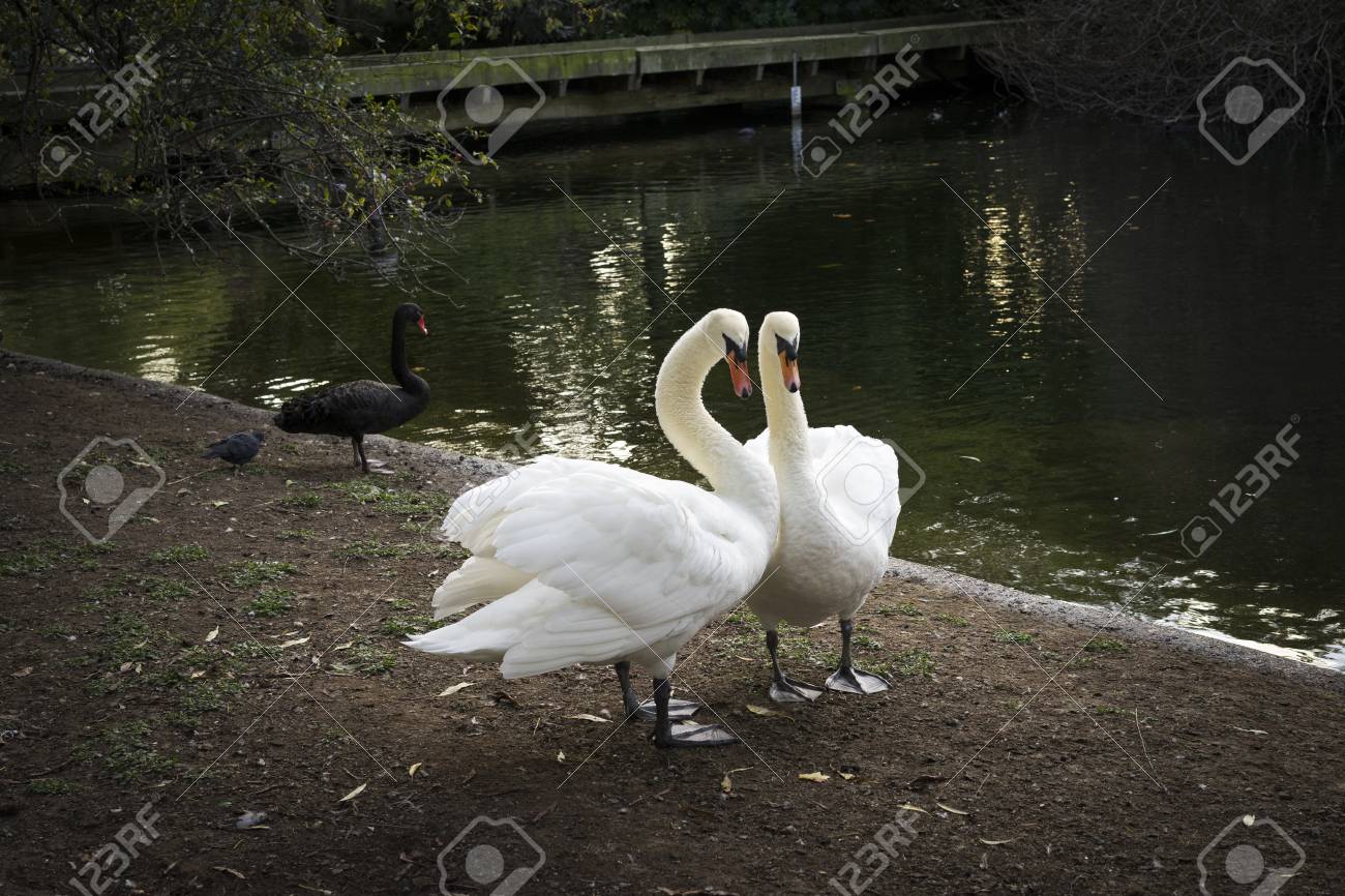 Deux Cygnes Blancs Et Un Cygne Noir à Green Park Londres Grande Bretagne Belle Image En Plein Air Doiseaux Beaux Au Bord Du Lac