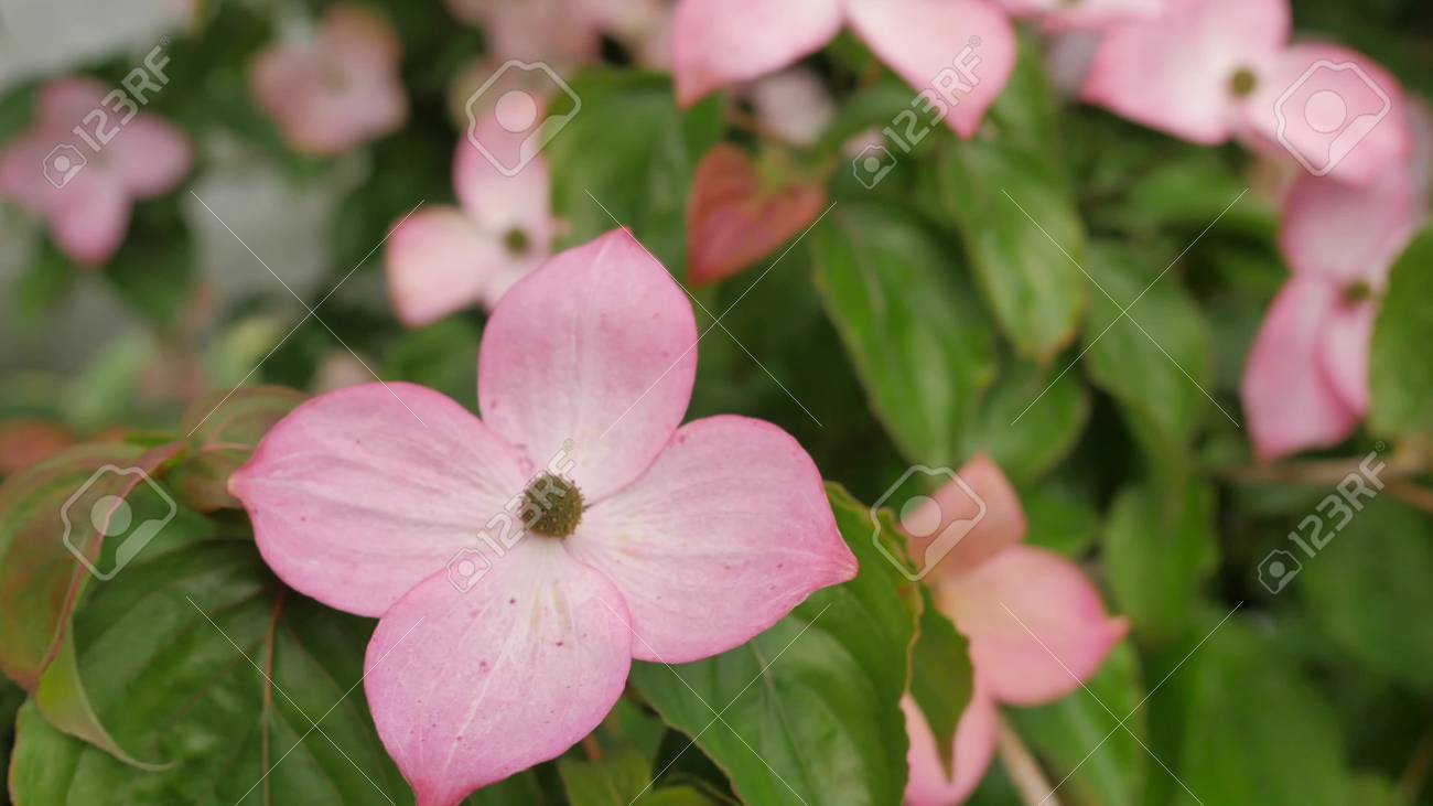 Pink Flower With Four Petals Stock Photo Picture And Royalty Free Image Image Pink Flower With Four Petals Stock Photo Picture And Royalty Free Image Image