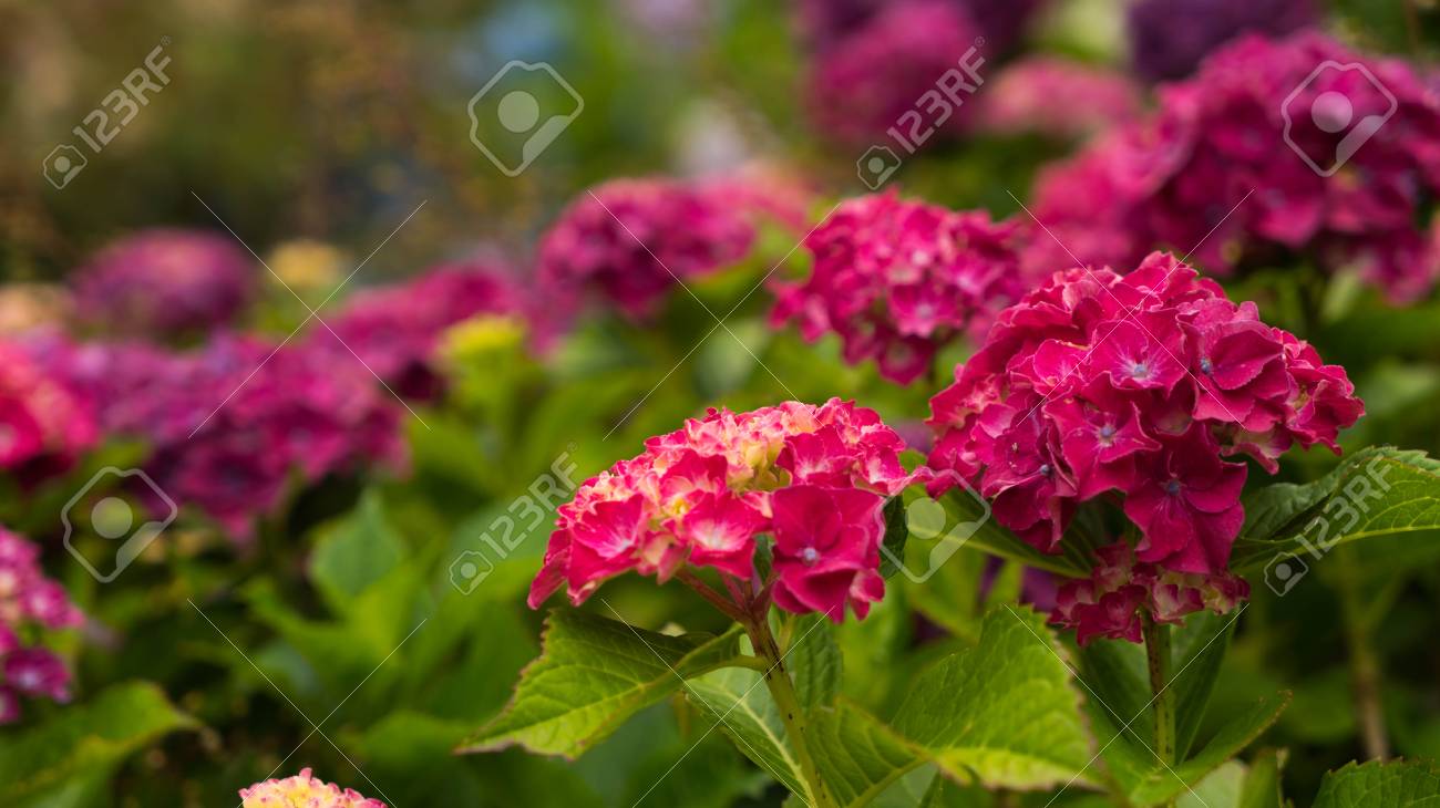 花の背景をぼかした写真の明るい赤いアジサイの花 の写真素材 画像素材 Image 花の背景をぼかした写真の明るい赤いアジサイの花 の写真素材 画像素材 Image