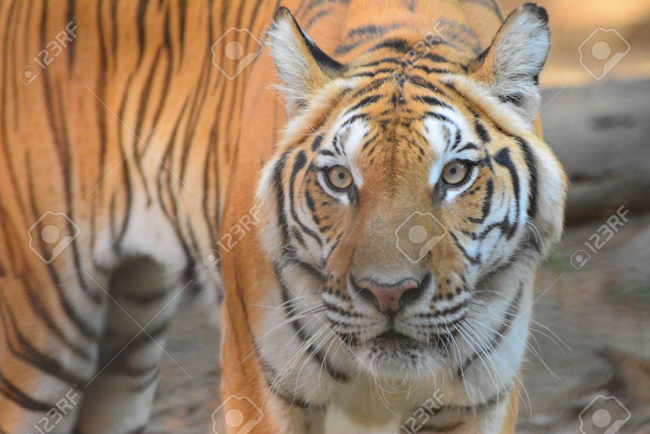 tiger with his angry
