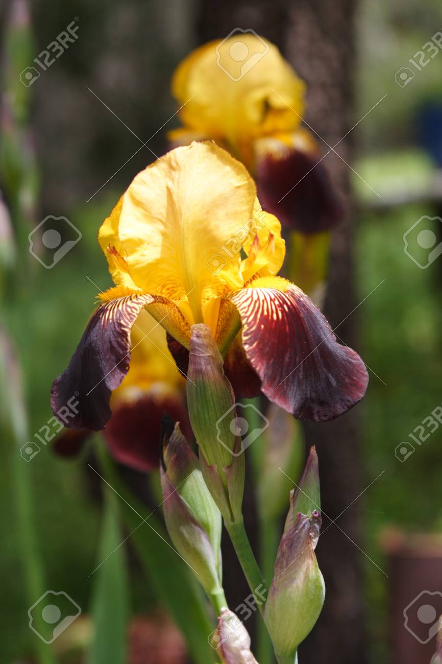 etiam-dictum-ipsum-a-felis