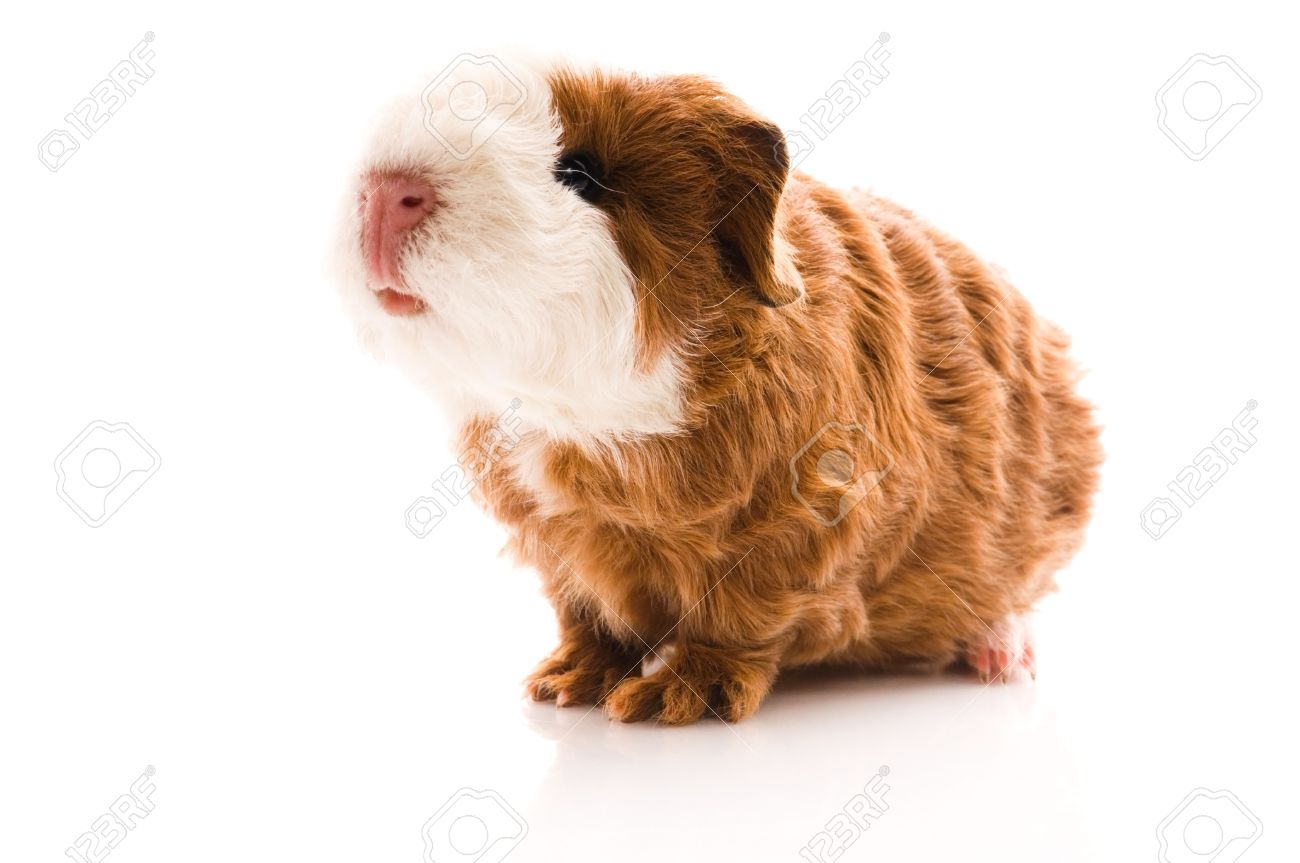 texel guinea pig baby