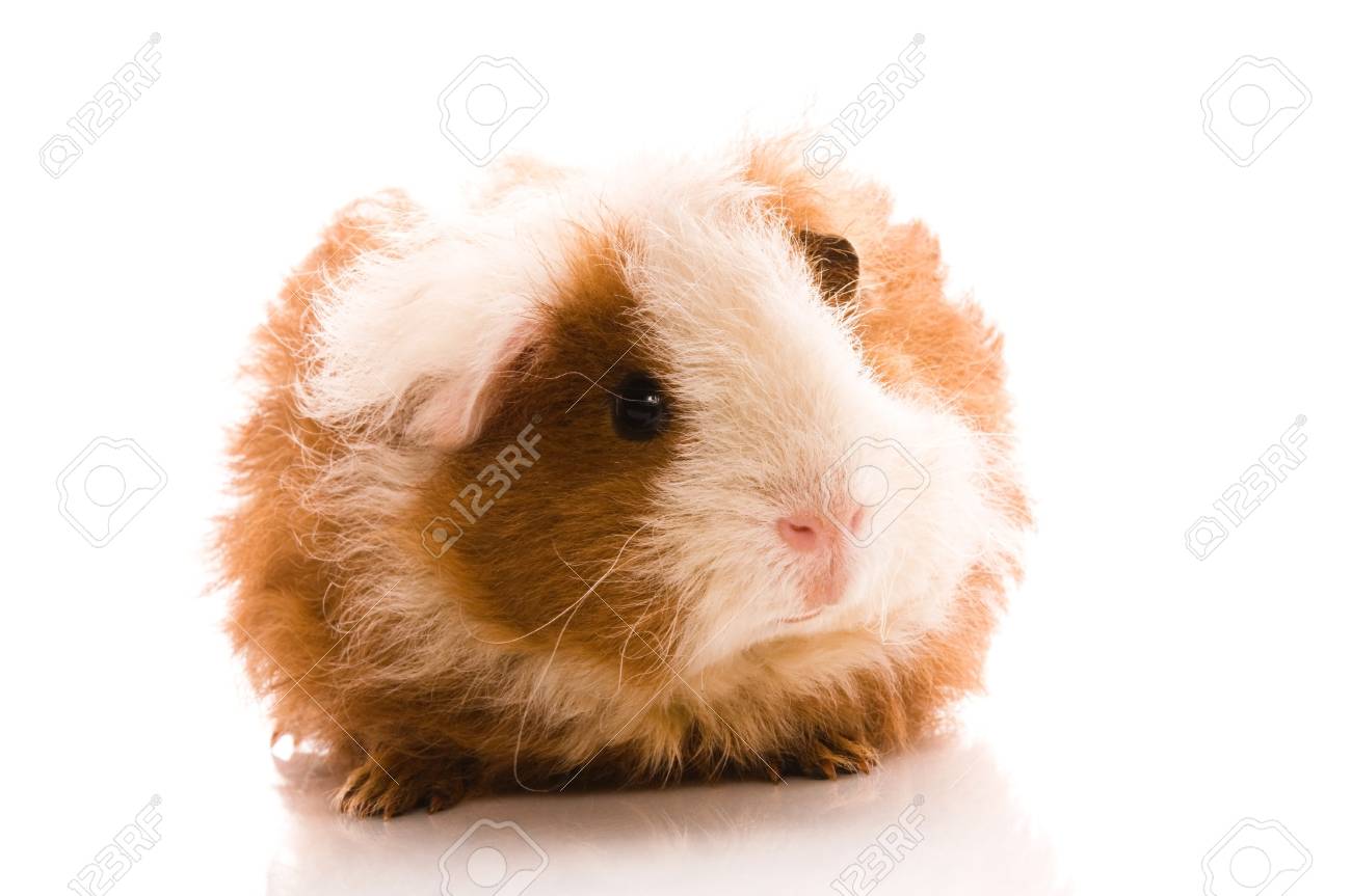 texel guinea pig baby