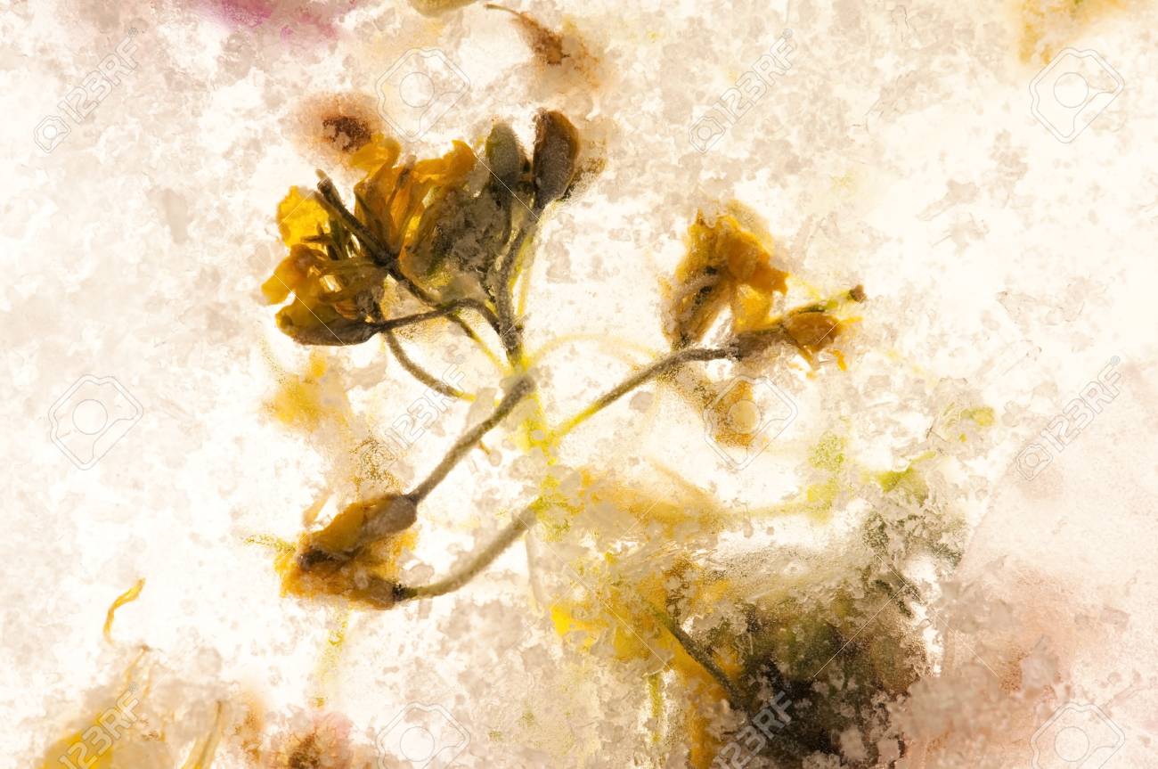 Gefrorene Blumen Bluten Im Eiswurfel Lizenzfreie Fotos Bilder Und Stock Fotografie Image