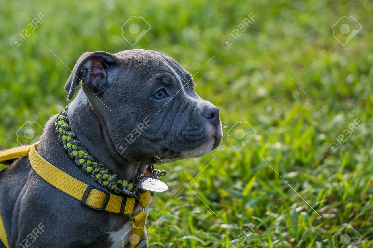 Bebe Pitbull Perro En El Jardin Fotos Retratos Imagenes Y Fotografia De Archivo Libres De Derecho Image