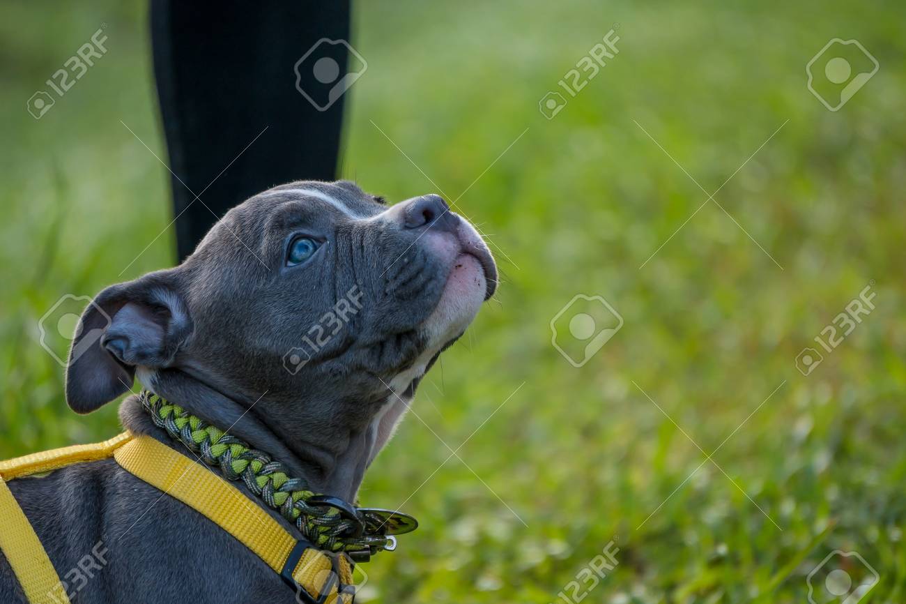 Bebe Chien De Pitbull Dans Le Jardin Banque D Images Et Photos Libres De Droits Image