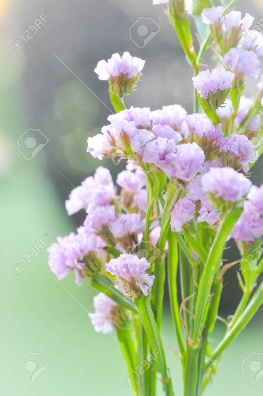 紫のスターチスの花花瓶 の写真素材 画像素材 Image