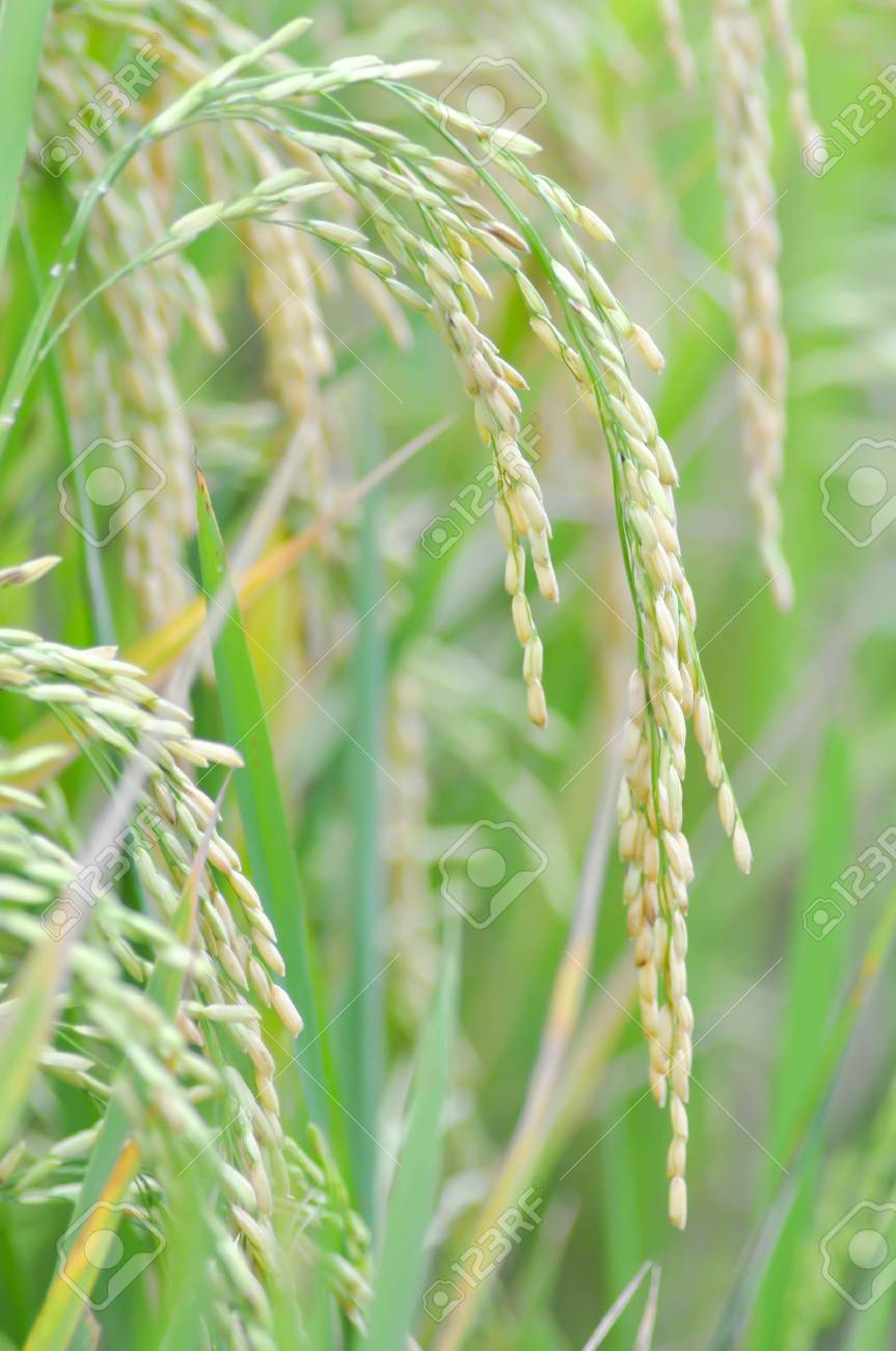 Rice Plant ,paddy Field Or Rice Field Stock Photo, Picture and Royalty Free  Image. Image 90028467., image size:863x1300