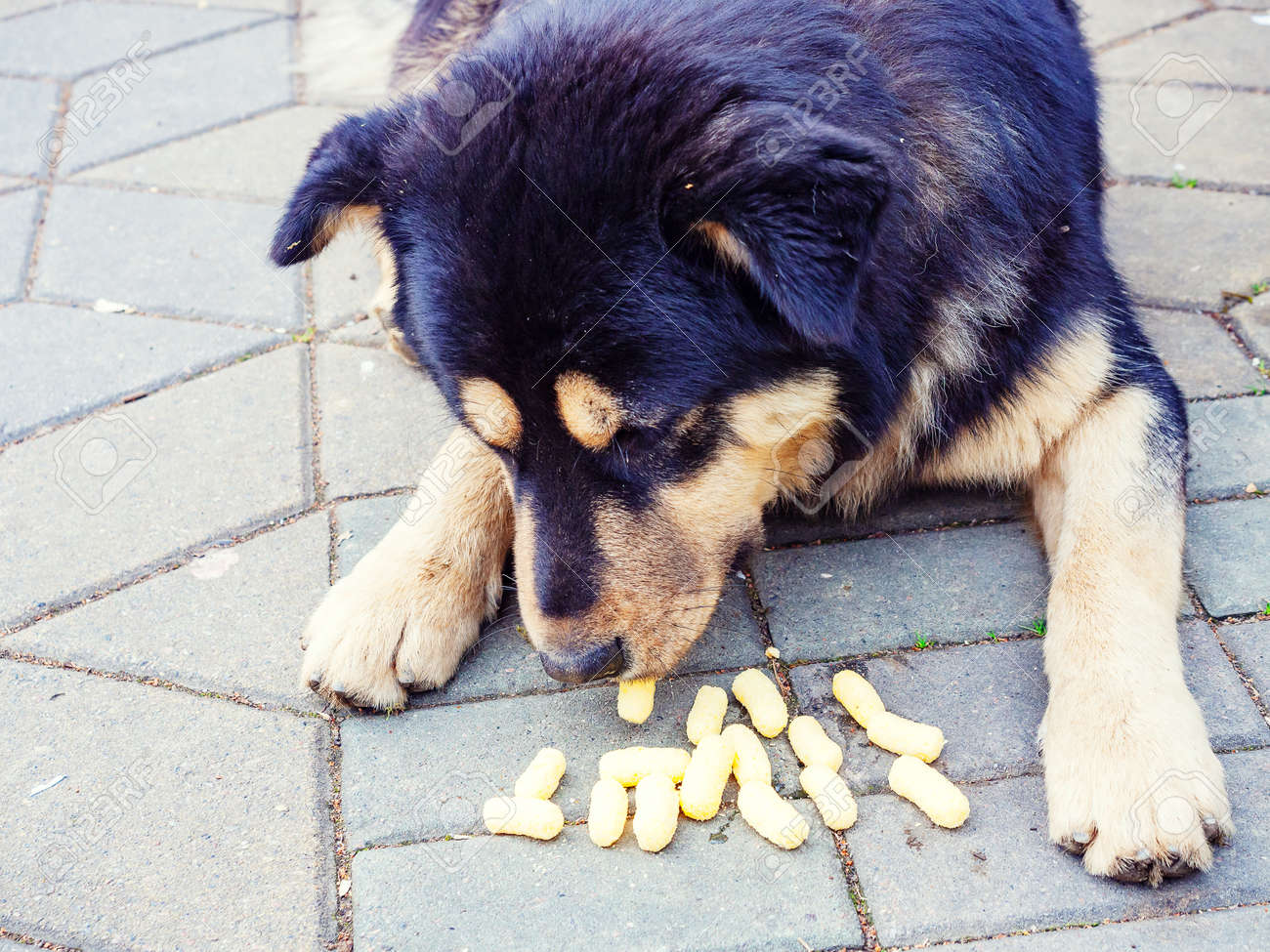 dog eating sticks