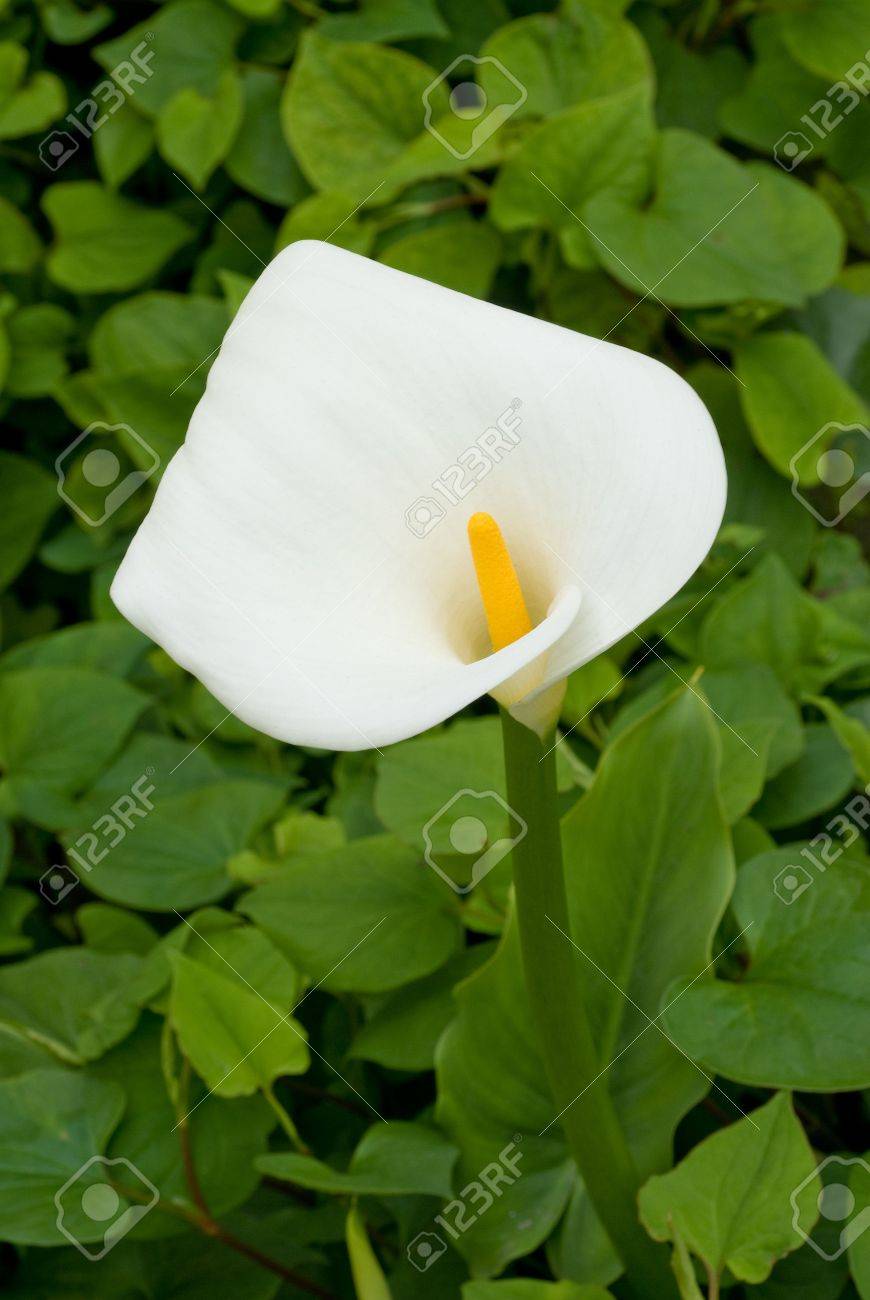 Une Floraison De Fleurs Blanches Avec Sa Tige Jaune Montre La Beauté Du Printemps