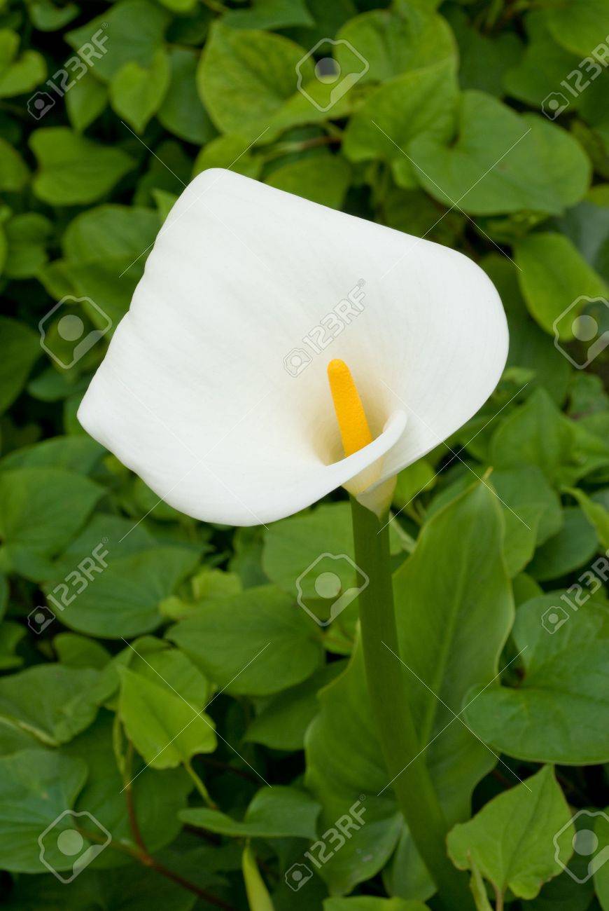 Une Floraison De Fleurs Blanches Avec Sa Tige Jaune Montre La Beauté Du  Printemps. Banque D'Images Et Photos Libres De Droits. Image 3139773.