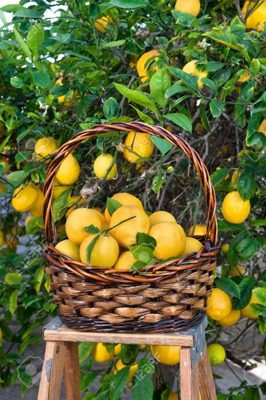 熟したレモンの木から収穫した新鮮なレモン の写真素材 画像素材 Image