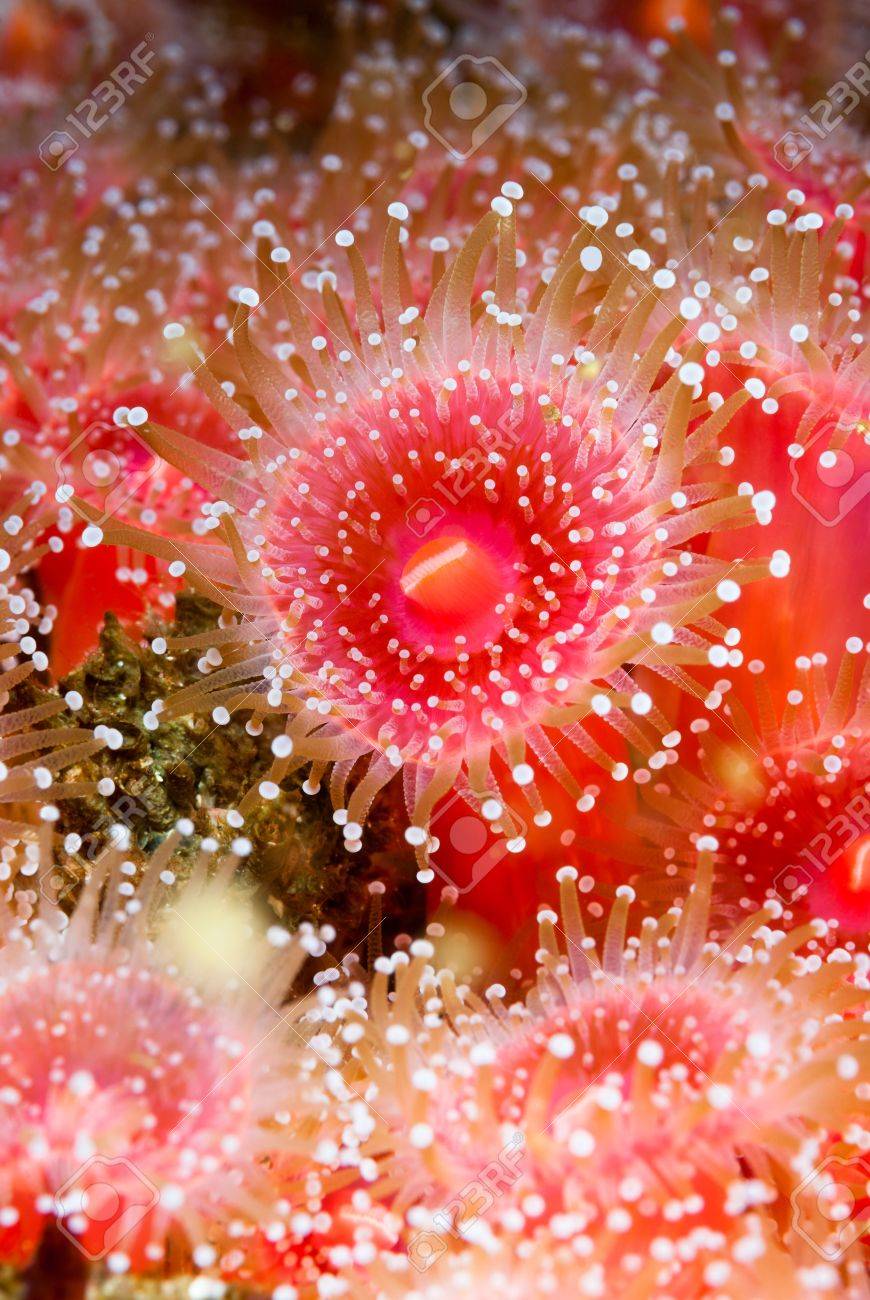 Red Strawberry Anemones With Tentacles Fully Exposed Shows The Feeding Behavior When The Water Is Rich With Plankton And Current Stock Photo Picture And Royalty Free Image Image 19603857