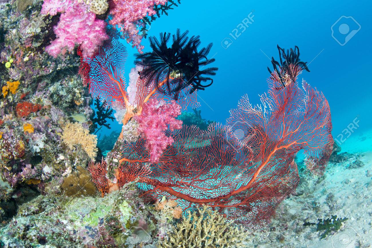 美しい ピンク トロピカル水中サンゴきれいな青い海に囲まれたサンゴ礁に大きな赤い Seafan の写真素材 画像素材 Image