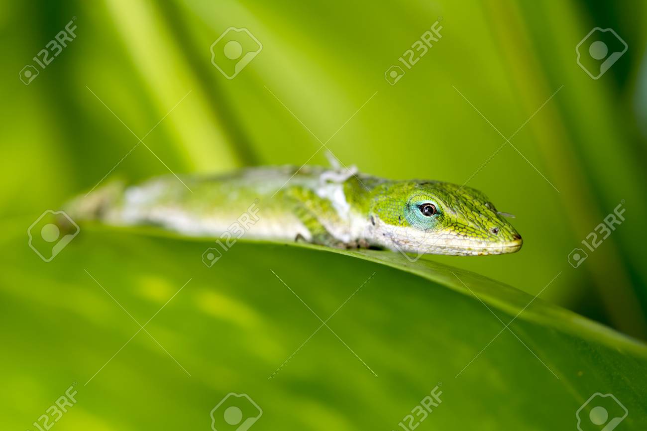 その古いスキンを流してヤモリは ハワイの熱帯雨林の木葉にかかっています の写真素材 画像素材 Image