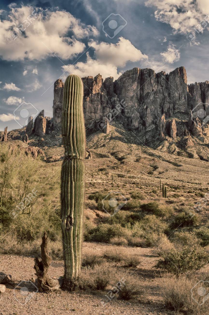 激安正規 Billabong ガールズ サワロ サボテン Www Rubberdev Gov Lk