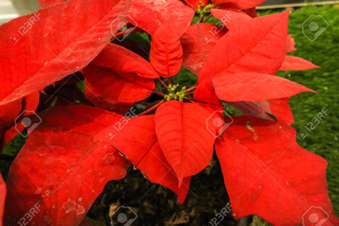 緑の草の上に咲く赤い葉クリスマスポインセチアの花を閉じる の写真素材 画像素材 Image