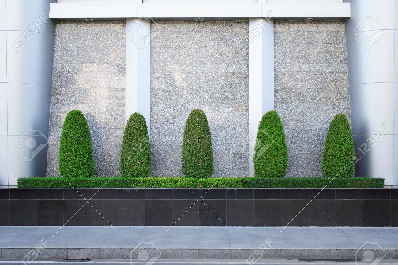 Dekorative banyan bäume und sträucher pflanze werden in dem kleinen garten in der nähe moderner wand