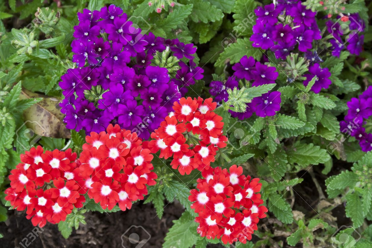 Beautiful red and purple Verbena flowers in a garden