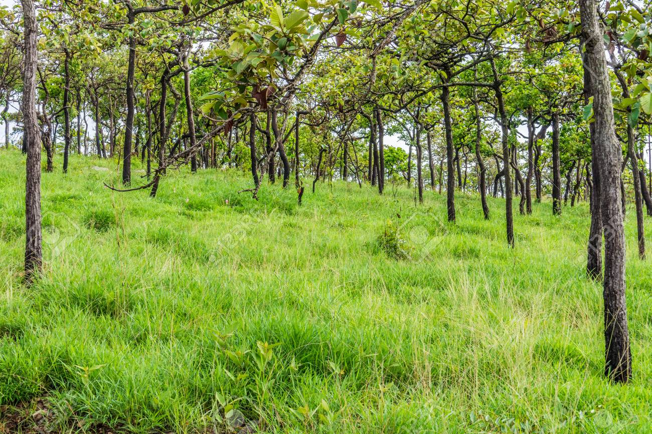grassland ecosystem