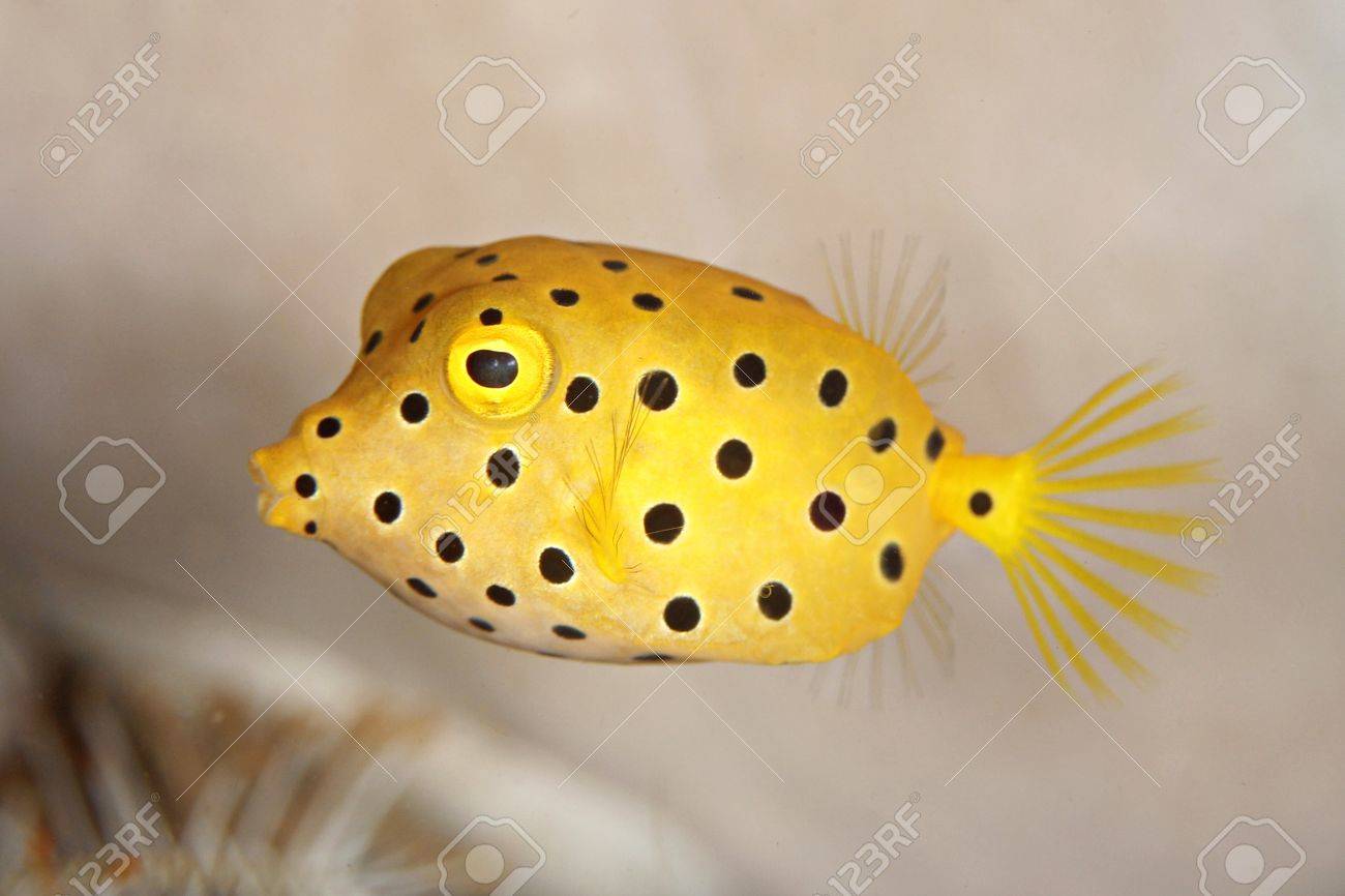 Black Spot Boxfish Stock Photo Picture And Royalty Free Image Image