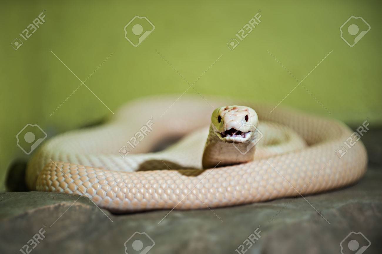 Un Cobra Blanc Est L Un Des Plusieurs Especes De Serpents Banque D Images Et Photos Libres De Droits Image