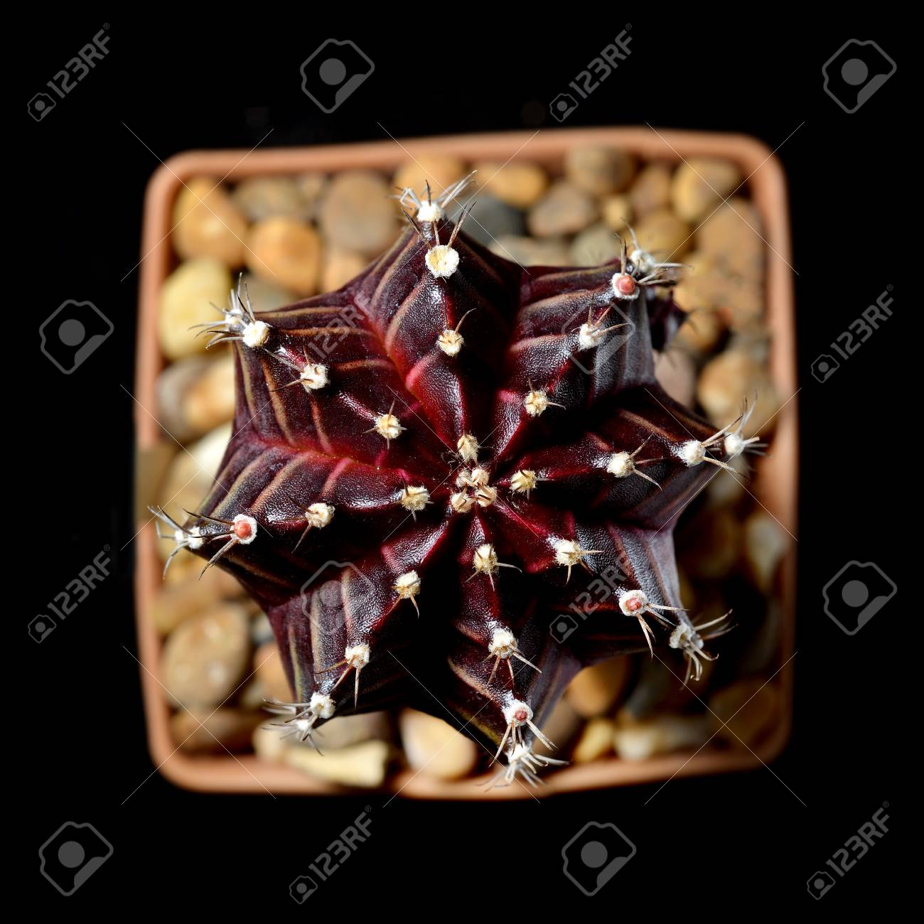 etiam-dictum-ipsum-a-felis