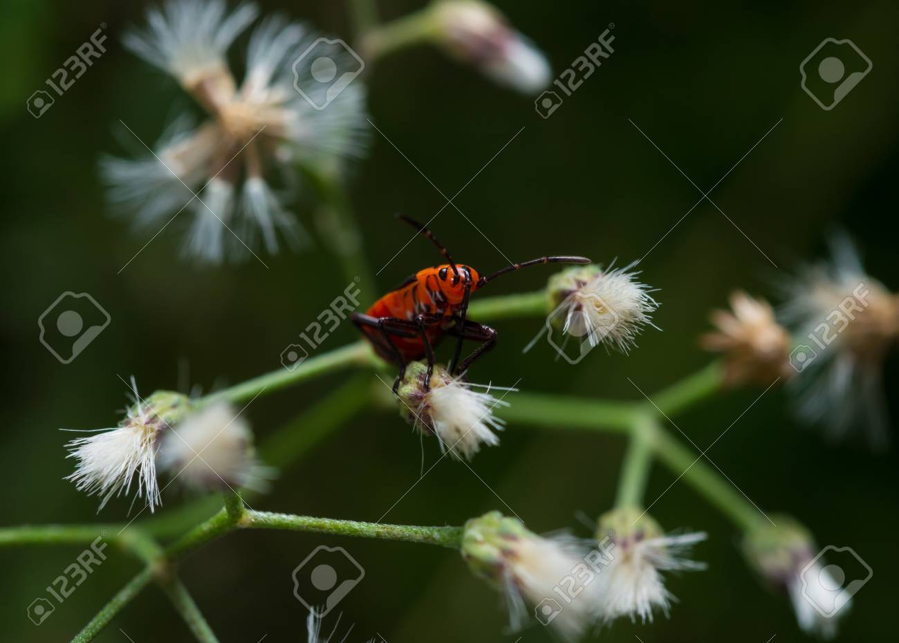 etiam-dictum-ipsum-a-felis