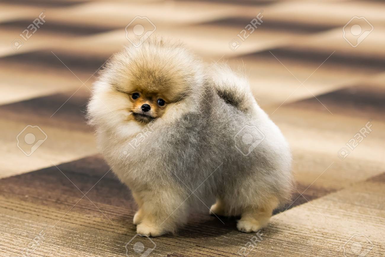cute pomeranian puppy pictures