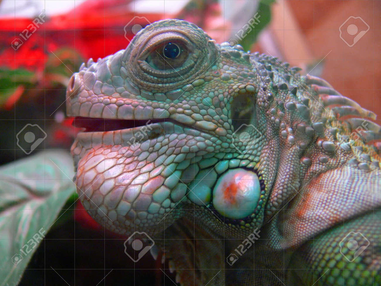 etiam-dictum-ipsum-a-felis