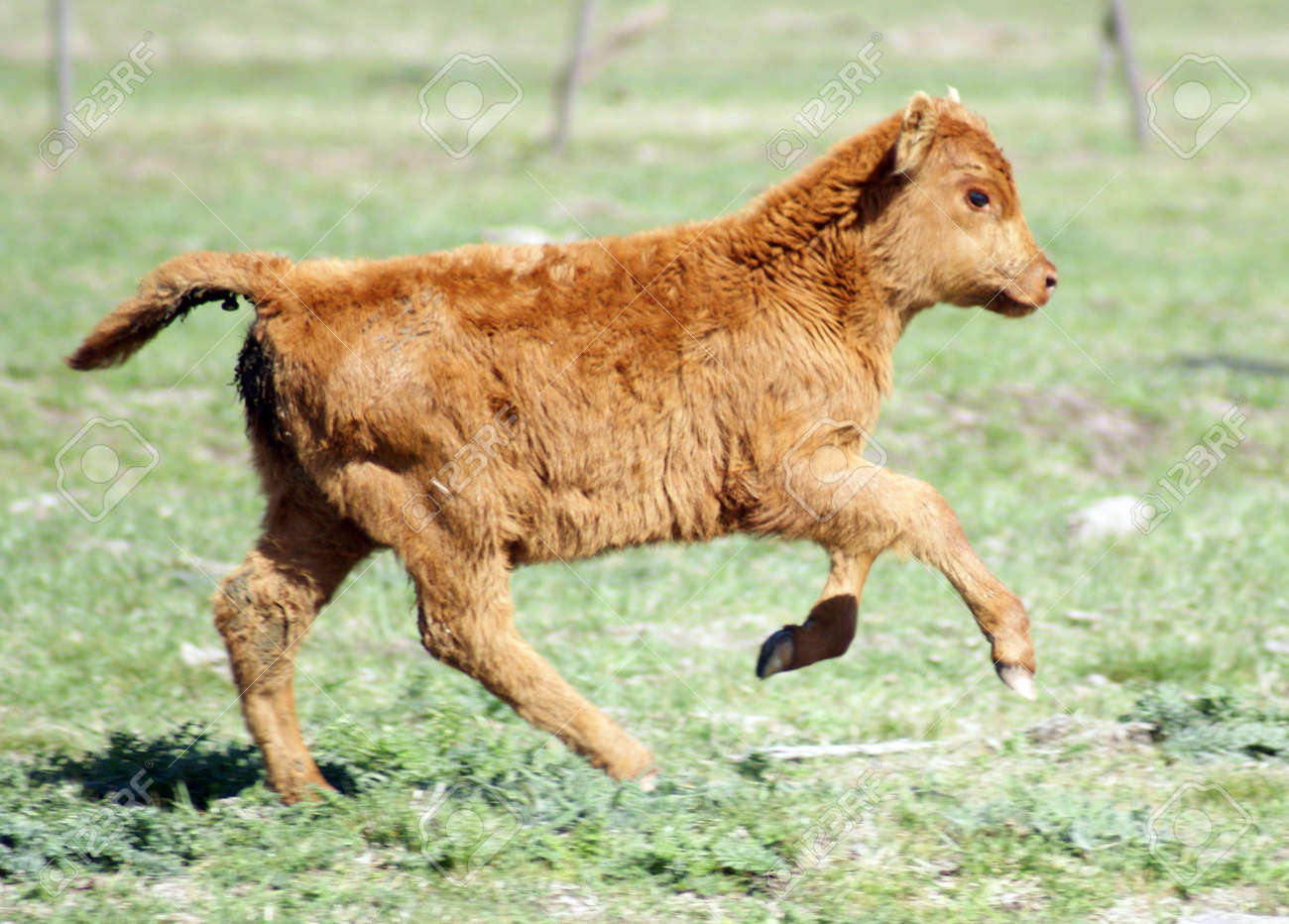 previews.123rf.com/images/joetex1/joetex10912/joetex1091200002/6039752-a-cute-calf-running-in-the-pastures.jpg