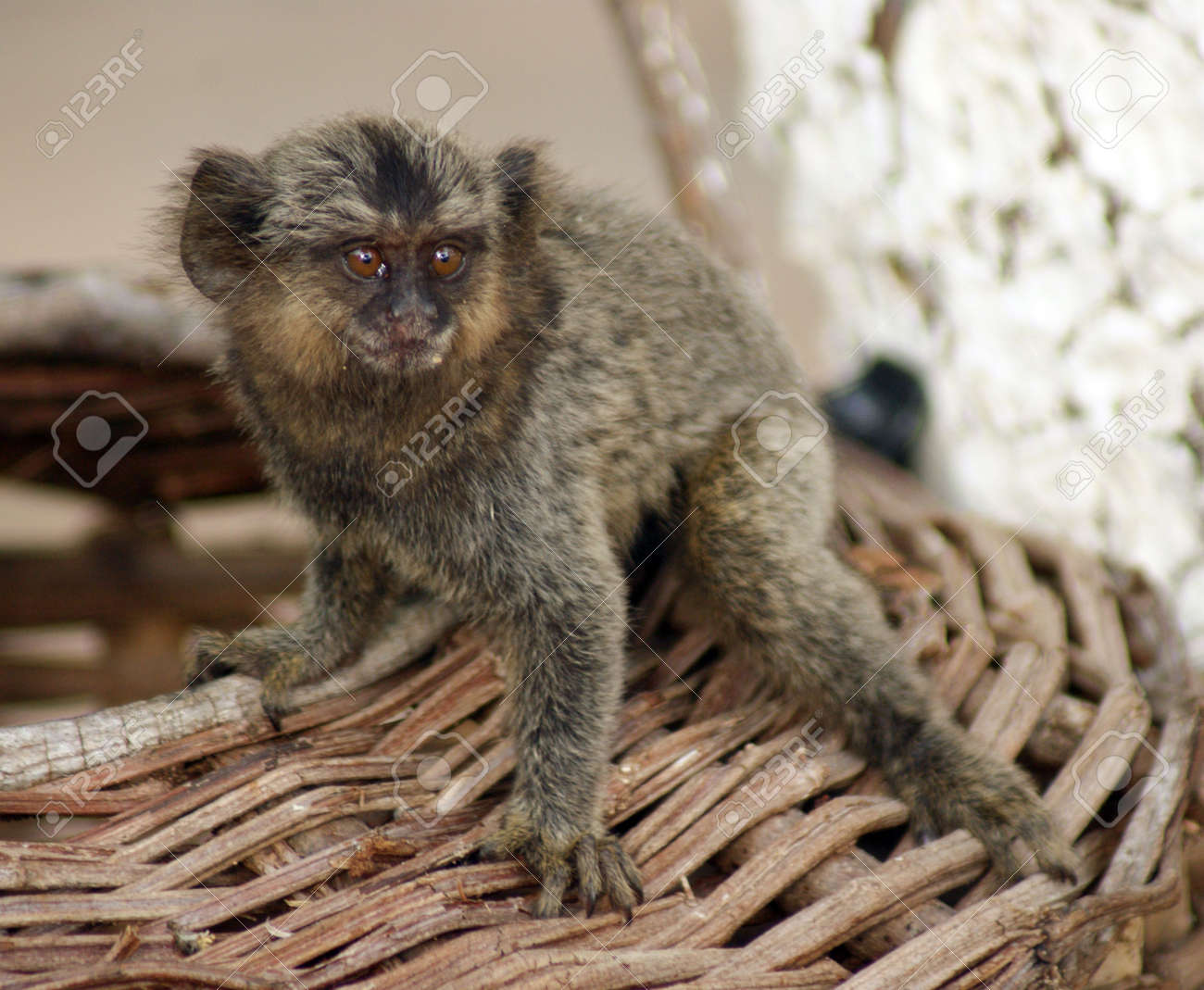 Un Ouistiti De Bebe Commun Sur Un Panier Banque D Images Et Photos Libres De Droits Image
