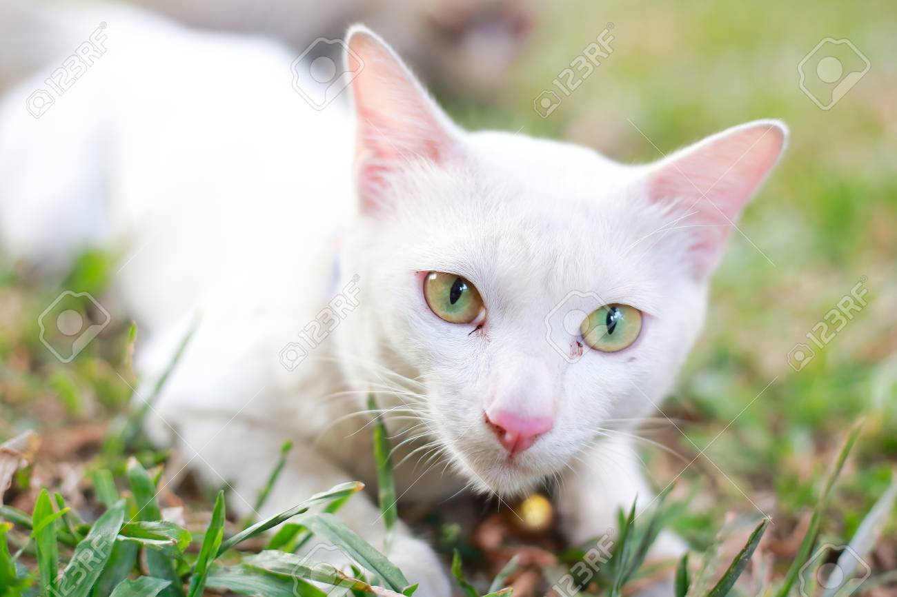 white cat pink