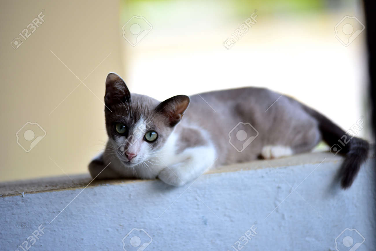 etiam-dictum-ipsum-a-felis