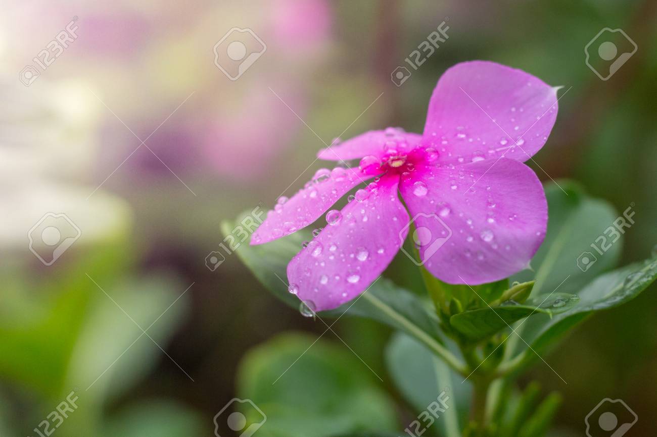 Pink Carnation Photo Frame-Preserved Flower Gift | Flowersong | Forever  Roses \u0026 Preserved Roses in Full Flower, image size:1300x866