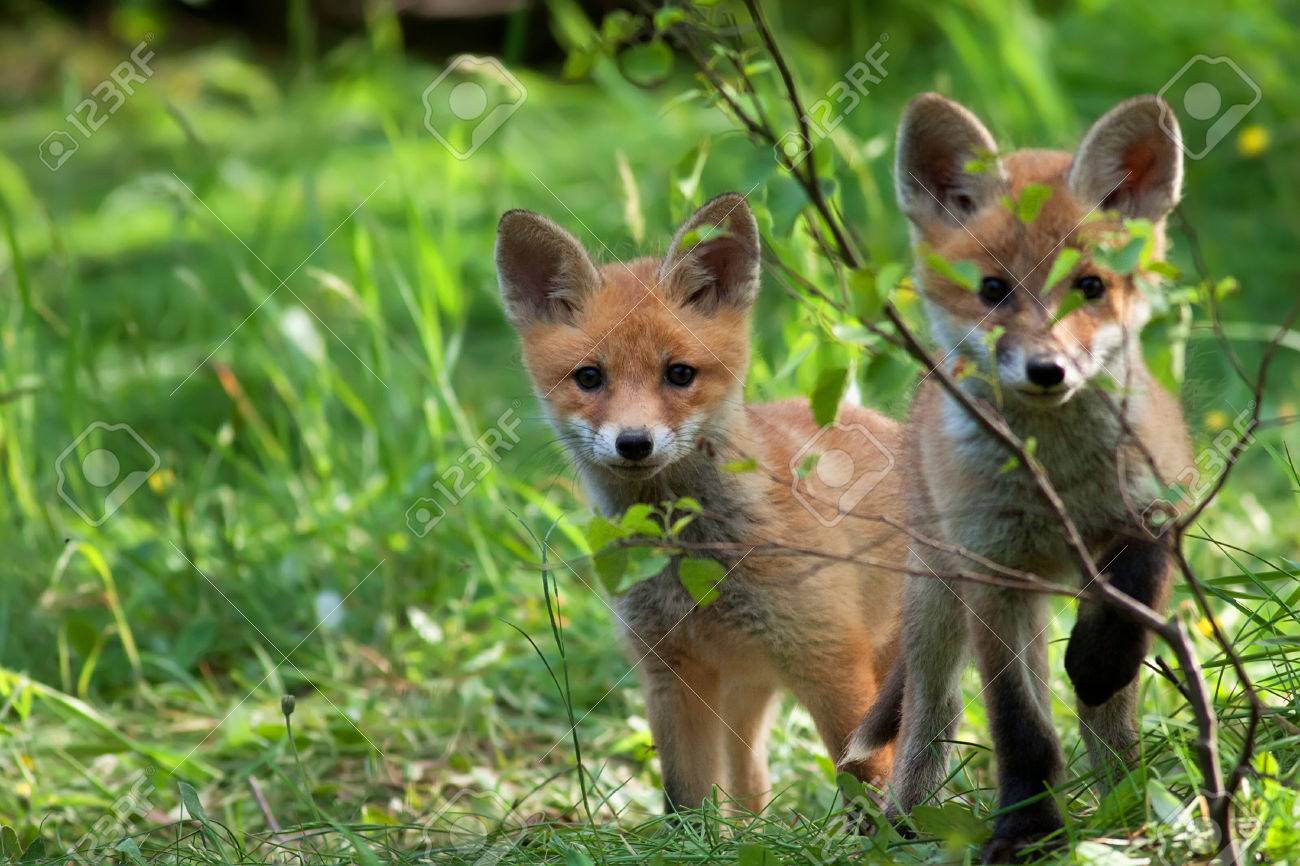 33315904-two-foxes-in-the-wild.jpg