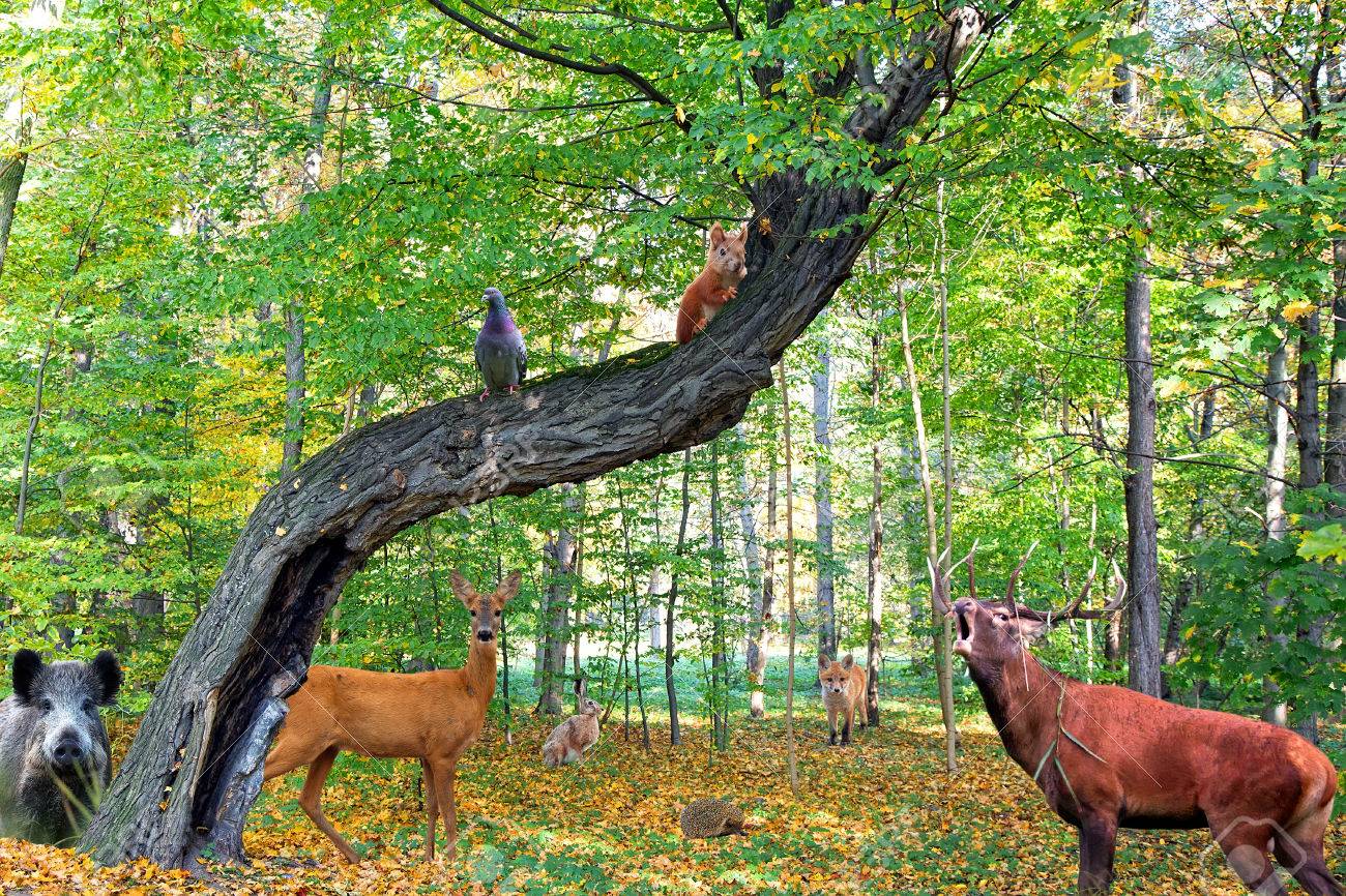 Forest Full Of Animals Stock Photo, Picture And Royalty Free Image. Image 35819390. Forest Full Of Animals Stock Photo, Picture And Royalty Free Image. Image 35819390.