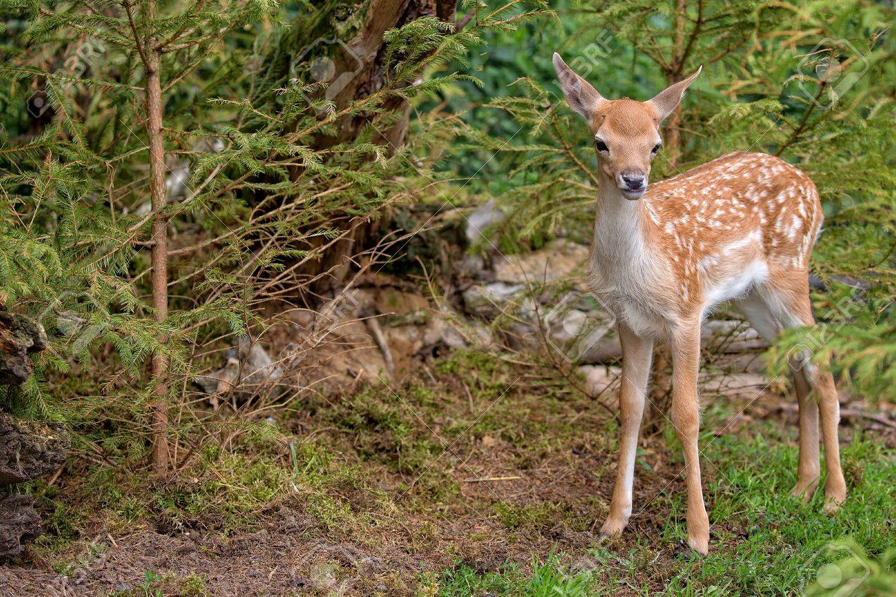 baby fallow deer in