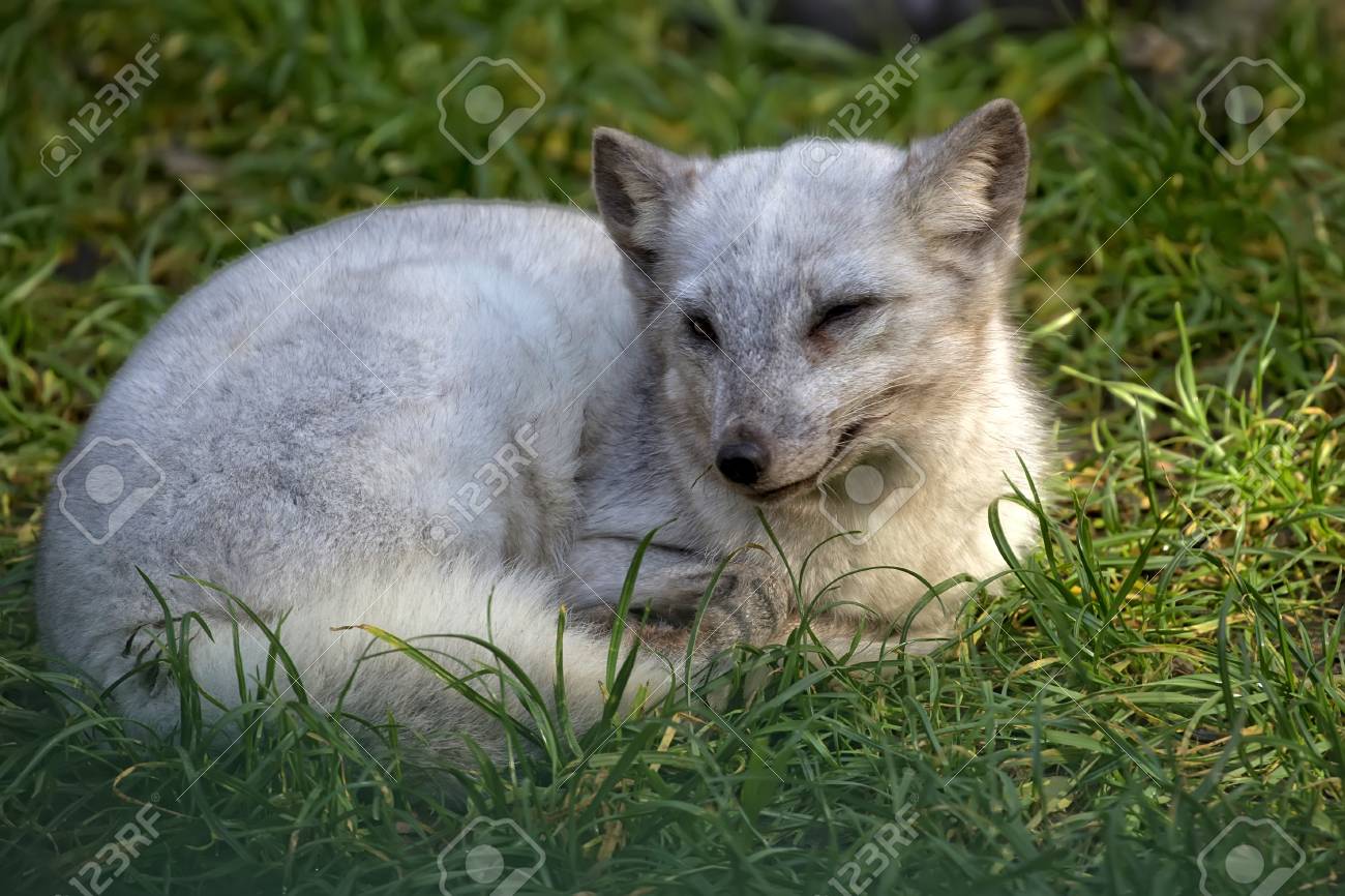 Renard Argente Dans Une Clairiere Banque D Images Et Photos Libres De Droits Image