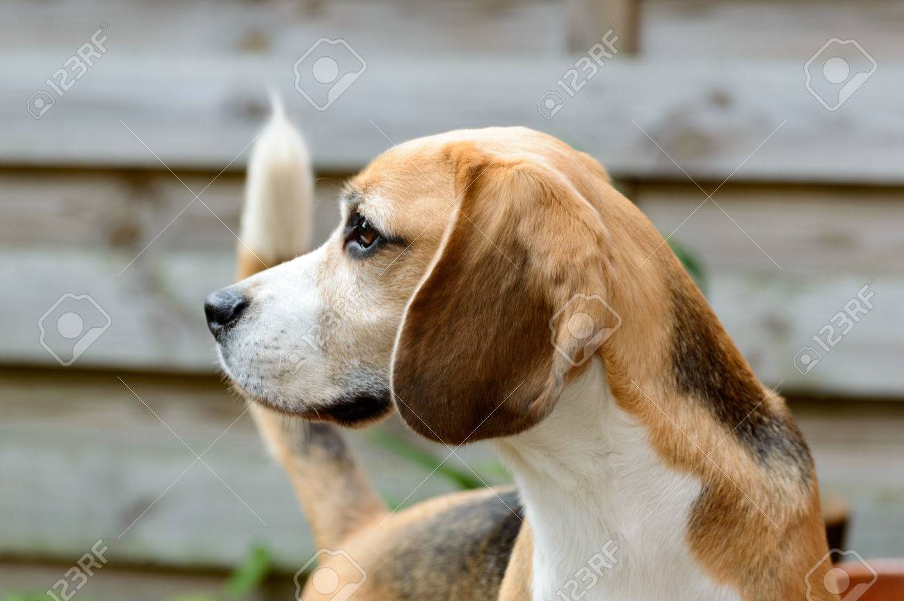 Beagle Chien De Chasse Pur Regardant Vers La Gauche Dans Une Position étroite